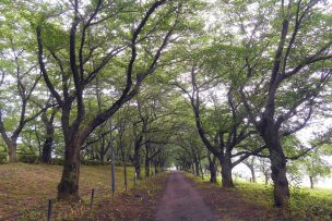 立木の財産評価について